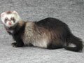 アンゴラ ベビー