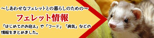 役立つフェレット情報を集めました!